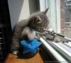 Funny_Pictures_General_Kitty_Sniper.jpg